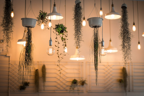 hanging lamps and flowers