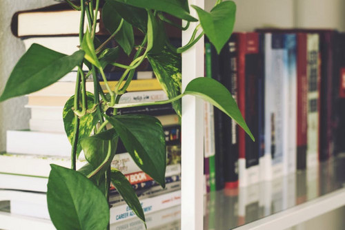 Bookshelf with green plant